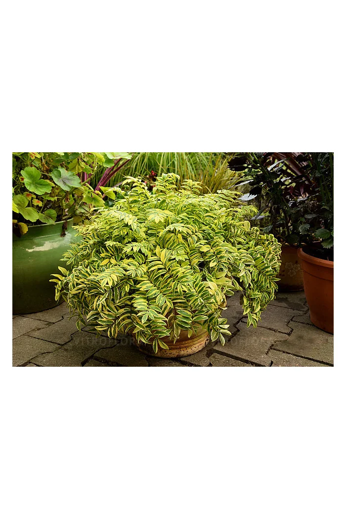 Wielosił 'Gold Feathers' | Polemonium