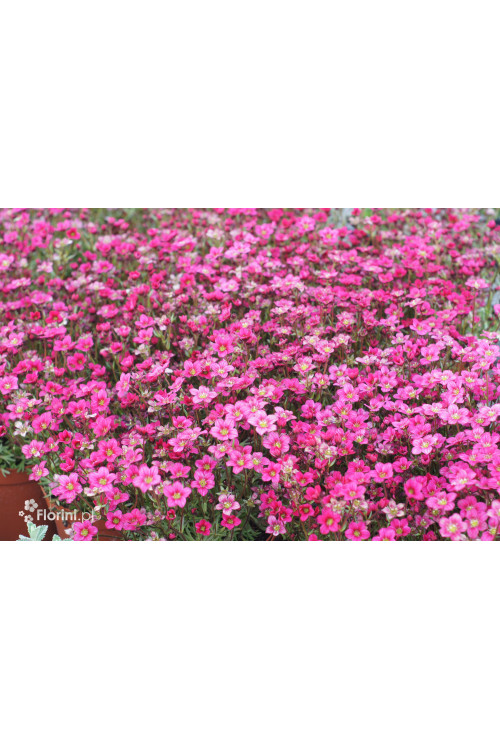 Skalnica Arendsa 'Alpino Early Carnival' | Saxifraga x arendsii