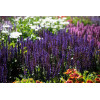 Szałwia omszona 'Midnight Purple' | Salvia nemorosa