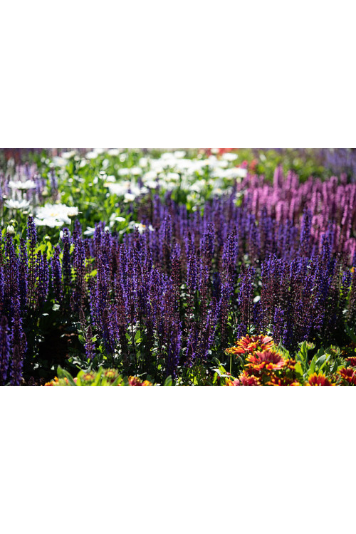 Szałwia omszona 'Midnight Purple' | Salvia nemorosa