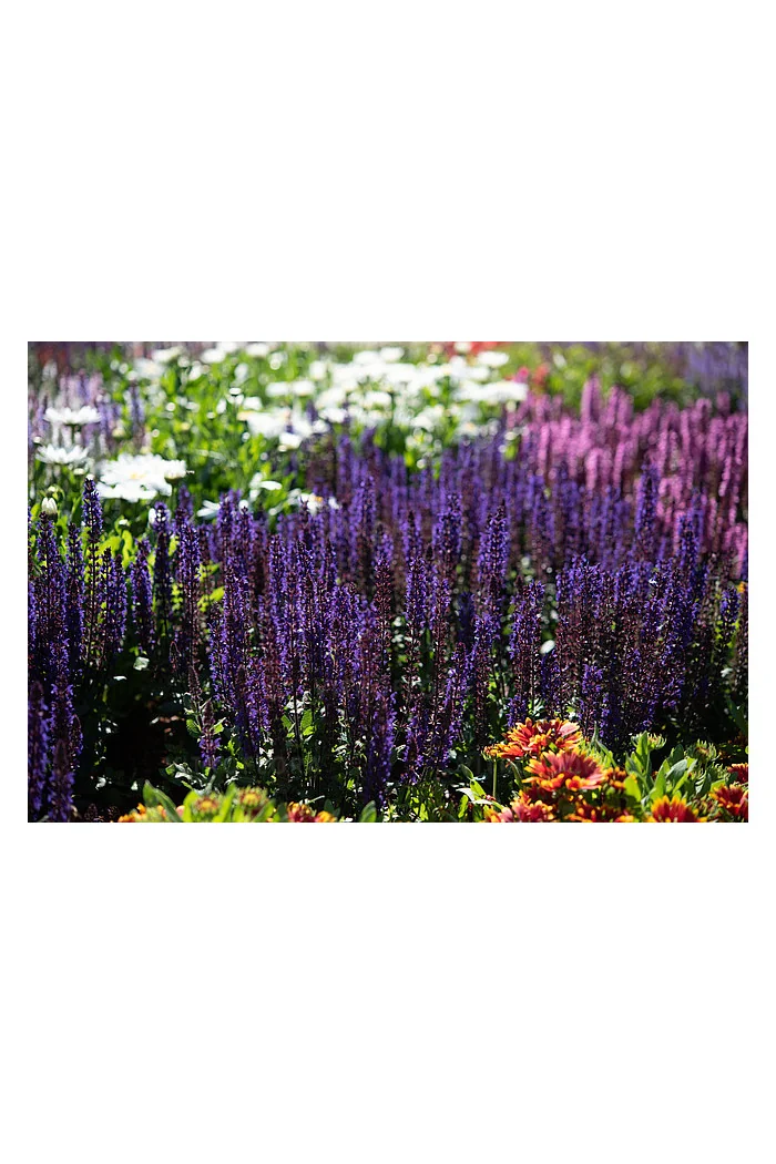 Szałwia omszona 'Midnight Purple' | Salvia nemorosa