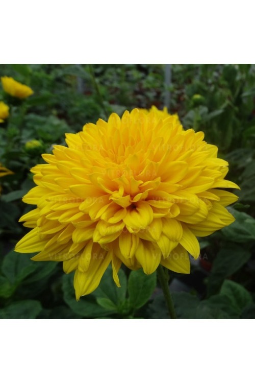 Słonecznik 'Sunshine Daydream' | Helianthus