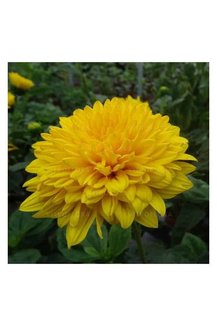 Słonecznik 'Sunshine Daydream' | Helianthus