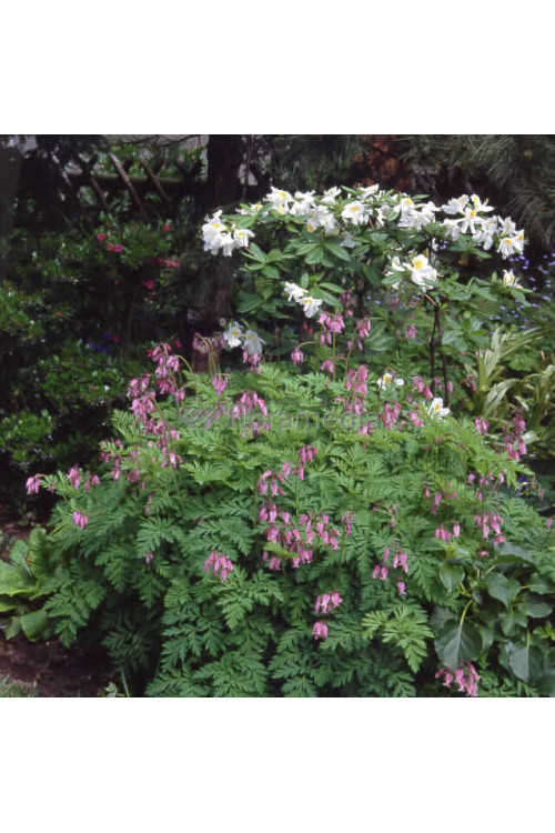 Serduszka wspaniała Dicentra eximia