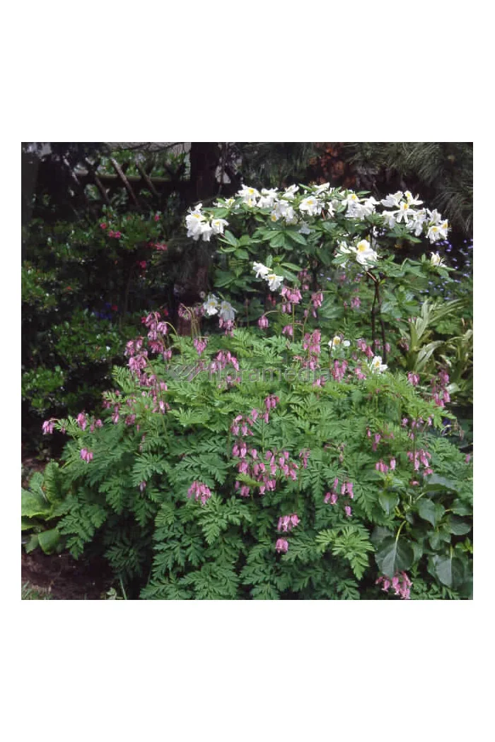 Serduszka wspaniała Dicentra eximia