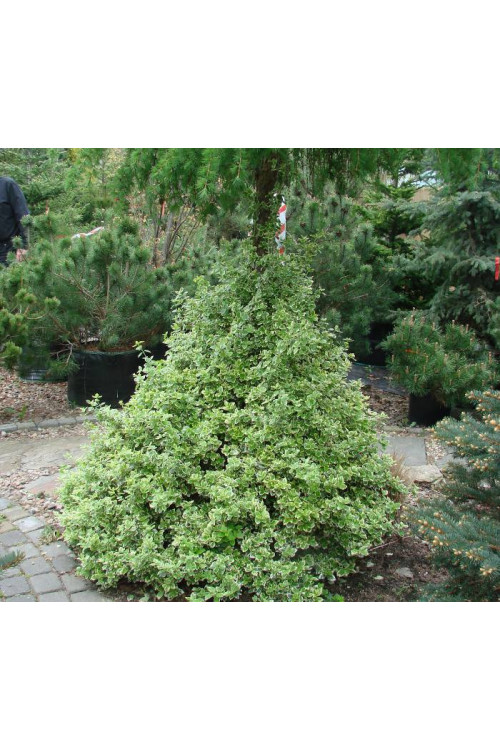 trzmielina, Euonymus