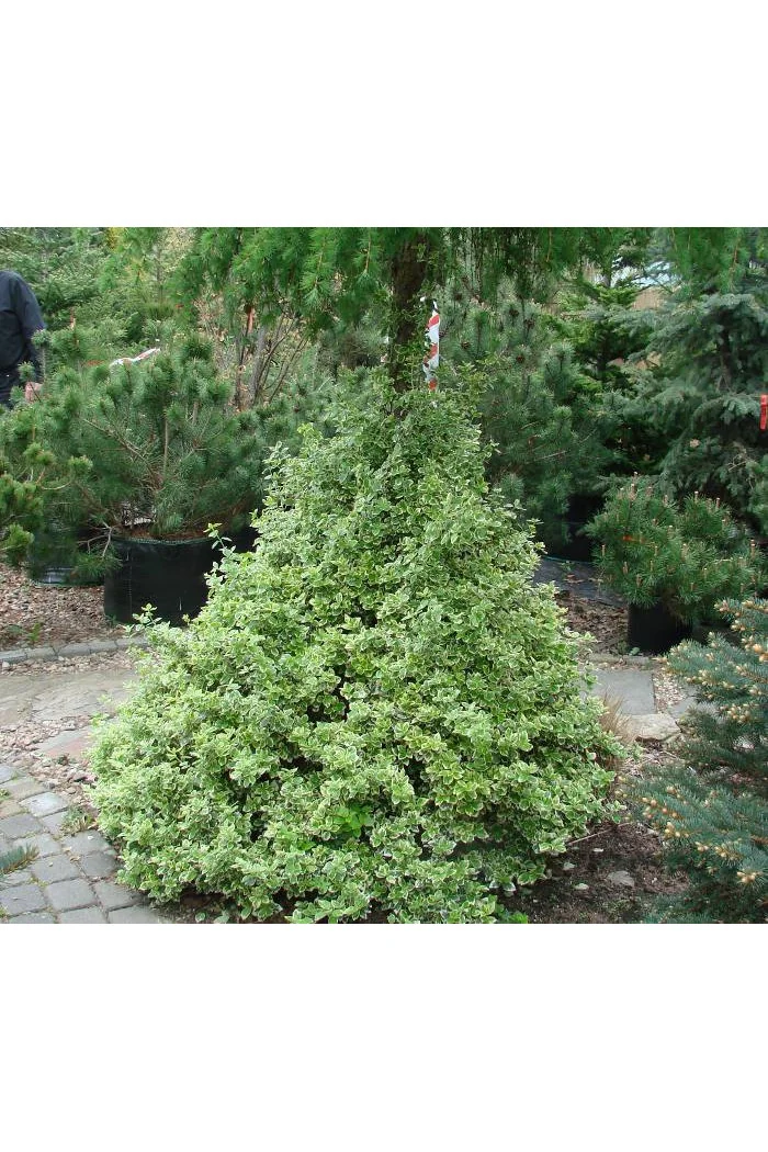 trzmielina, Euonymus