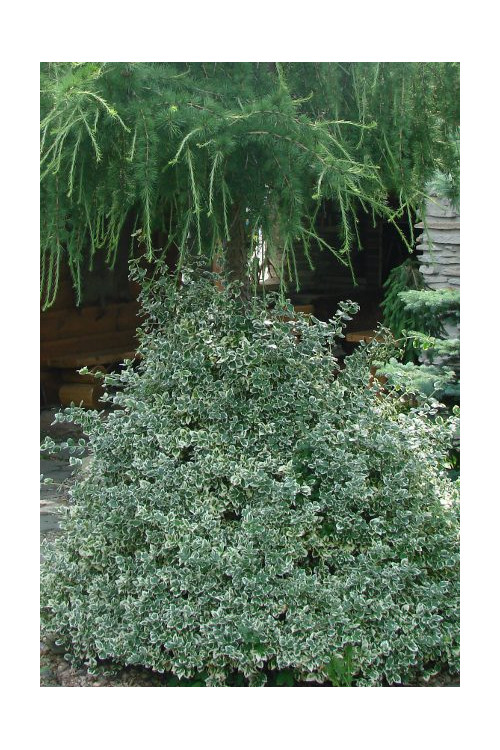 trzmielina, Euonymus