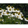 Jeżówka purpurowa 'White Swan' | Echinacea purpurea
