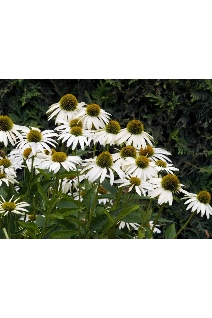Jeżówka purpurowa 'White Swan' | Echinacea purpurea