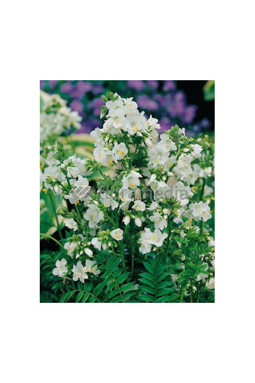 Wielosił błękitny 'Album' | Polemonium caeruleum