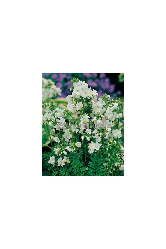 Wielosił błękitny 'Album' | Polemonium caeruleum