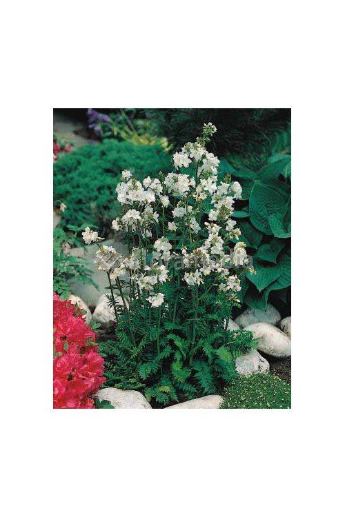 Wielosił błękitny 'Album' | Polemonium caeruleum