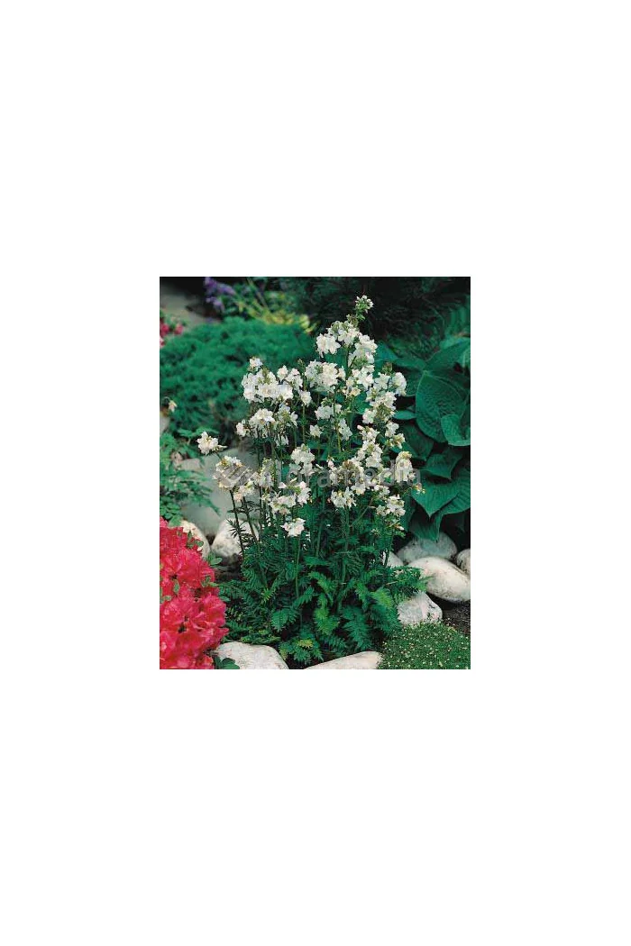 Wielosił błękitny 'Album' | Polemonium caeruleum