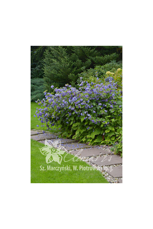 Powojnik barszczolistny Clematis heracleifolia