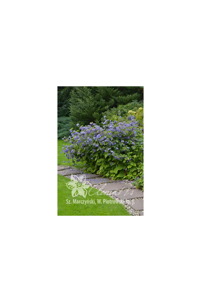 Powojnik barszczolistny Clematis heracleifolia