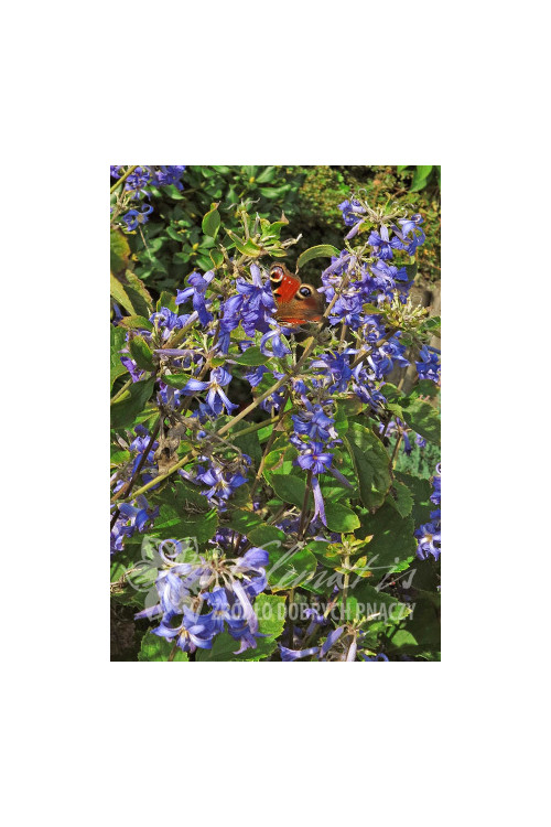 Powojnik barszczolistny Clematis heracleifolia