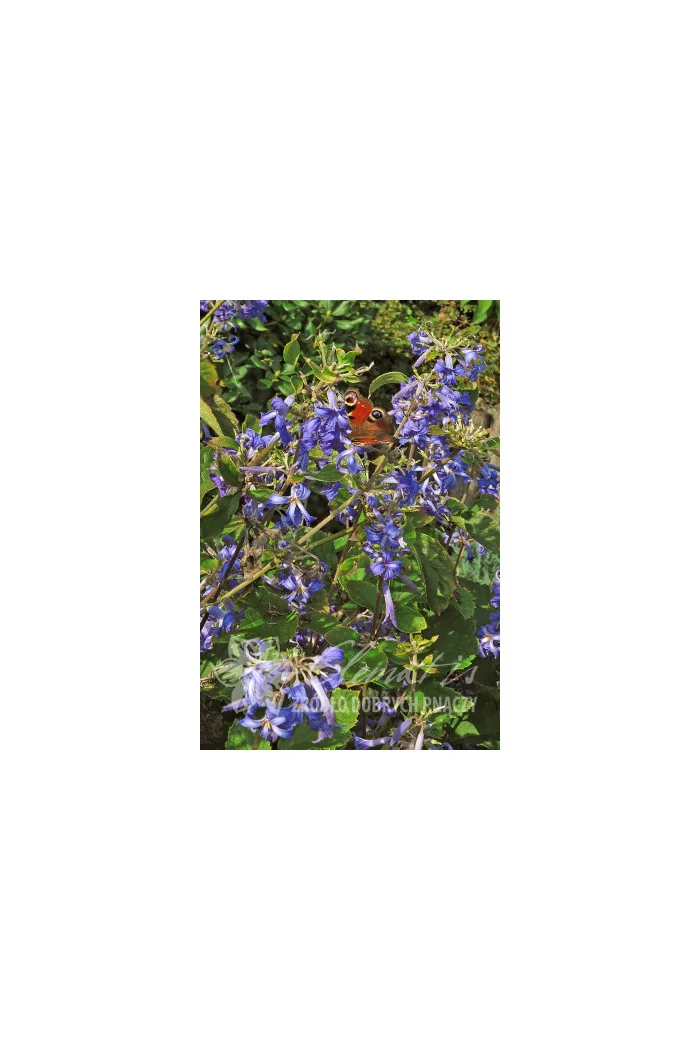 Powojnik barszczolistny Clematis heracleifolia