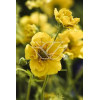 Kuklik szkarłatny 'Goldball' | Geum coccineum