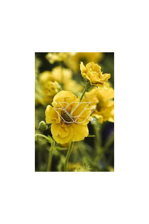 Kuklik szkarłatny 'Goldball' | Geum coccineum