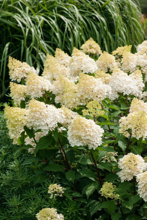 Hortensja bukietowa 'Phantom' Hydrangea paniculata