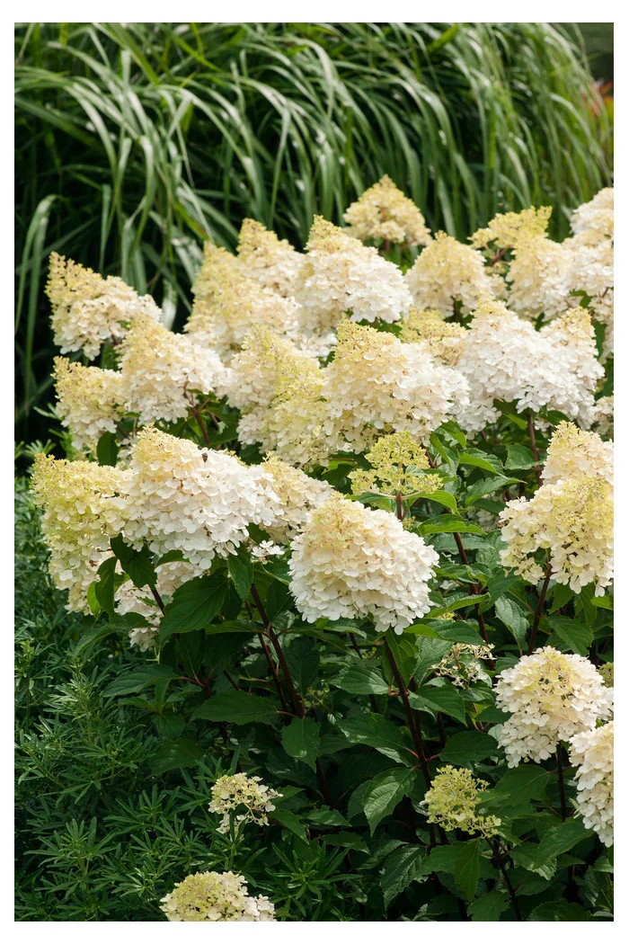 Hortensja bukietowa 'Phantom' Hydrangea paniculata