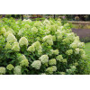 Hortensja bukietowa 'Limelight' | Hydrangea paniculata