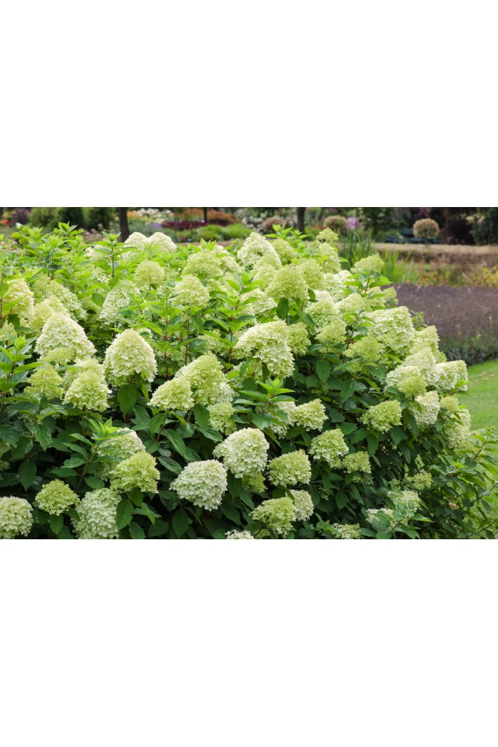 Hortensja bukietowa 'Limelight' | Hydrangea paniculata