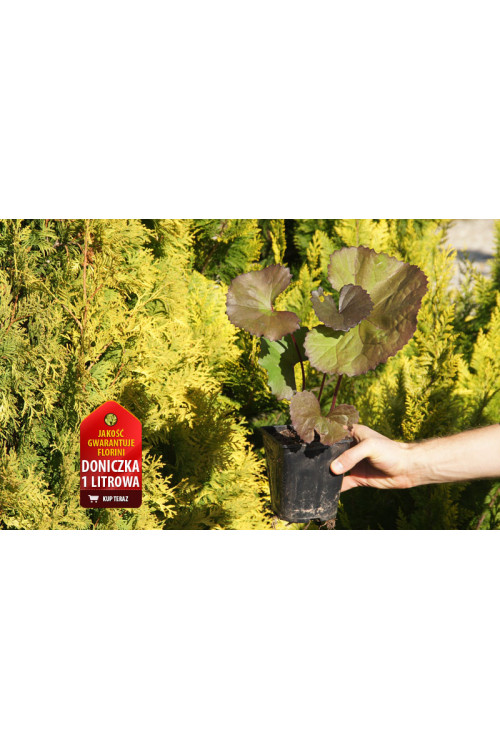 Języczka pomarańczowa 'Desdemona' | Ligularia dentata