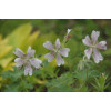 Bodziszek Renarda 'Philippe Vapelle' Geranium renardii