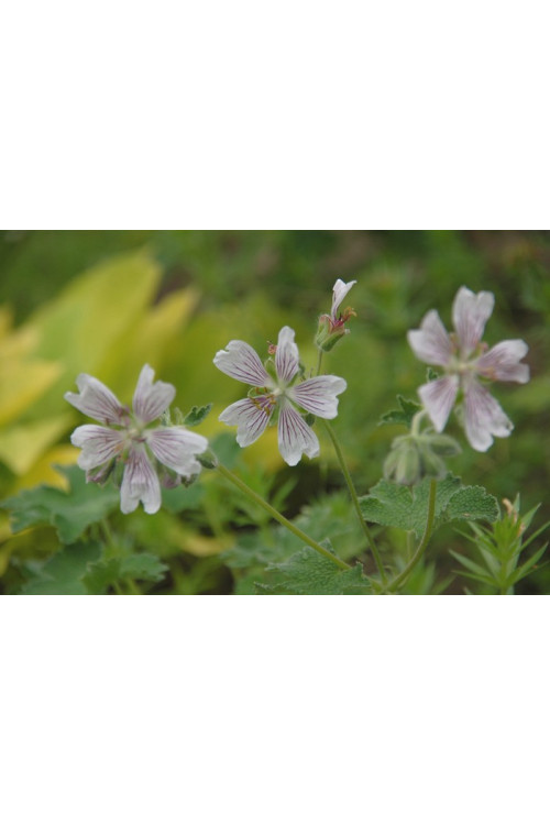Bodziszek Renarda 'Philippe Vapelle' Geranium renardii