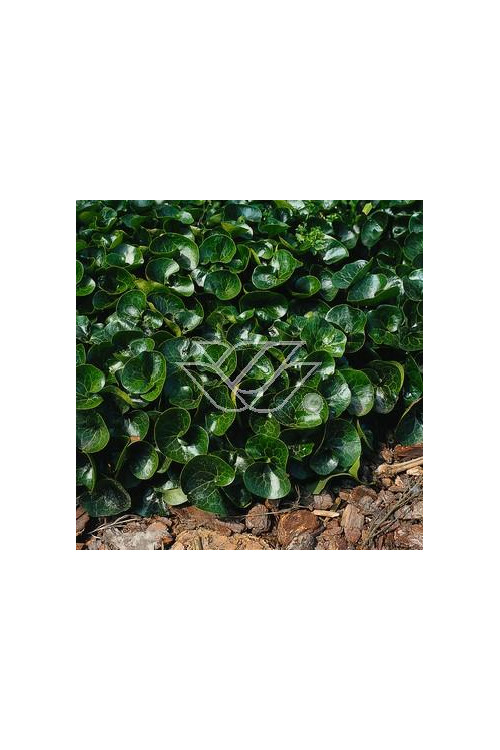 Kopytnik pospolity Asarum europaeum