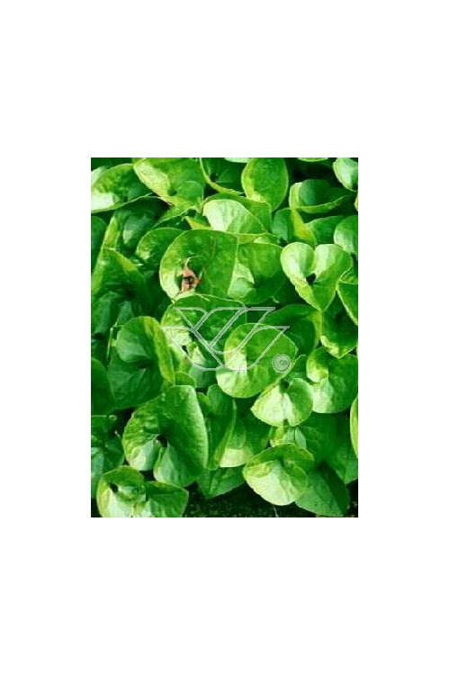 Kopytnik pospolity Asarum europaeum