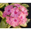 Floks wiechowaty 'Becky Towe' Phlox paniculata