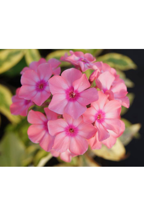 Floks wiechowaty 'Becky Towe' Phlox paniculata