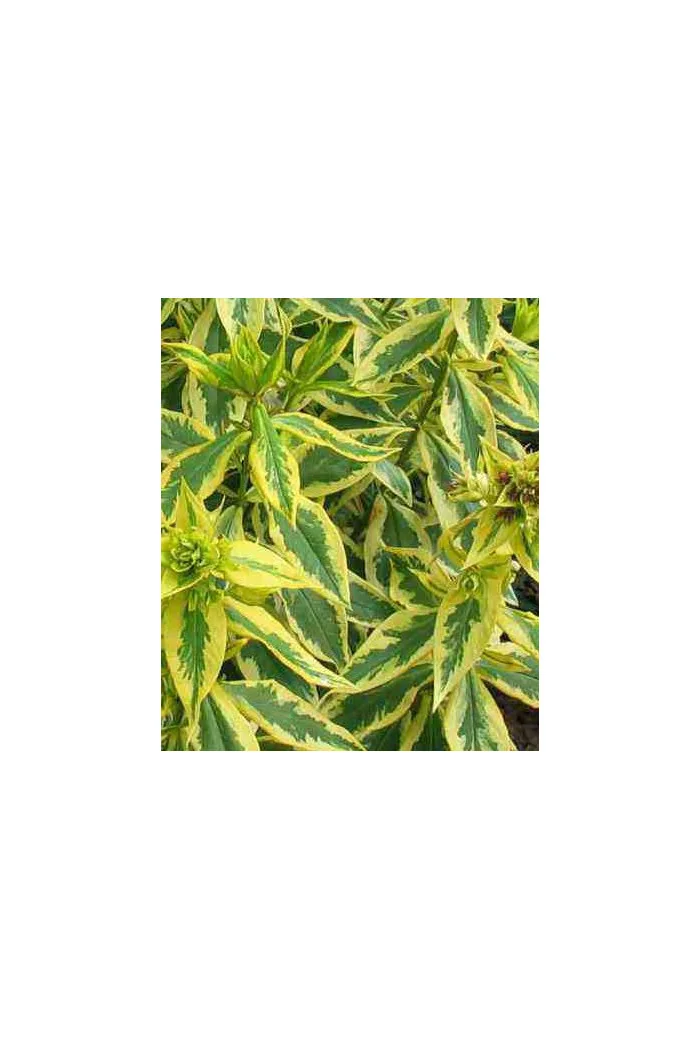 Floks wiechowaty 'Becky Towe' Phlox paniculata