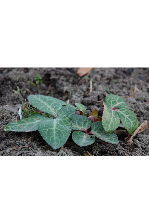 Ciemiernik niebieskawy Helleborus lividus