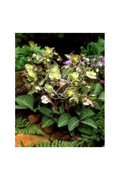 Ciemiernik niebieskawy Helleborus lividus