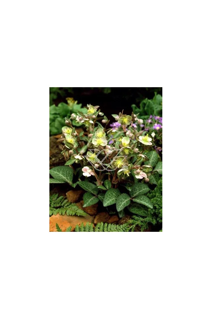 Ciemiernik niebieskawy Helleborus lividus