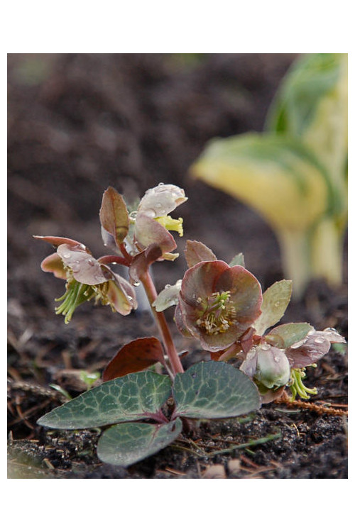 Ciemiernik niebieskawy Helleborus lividus