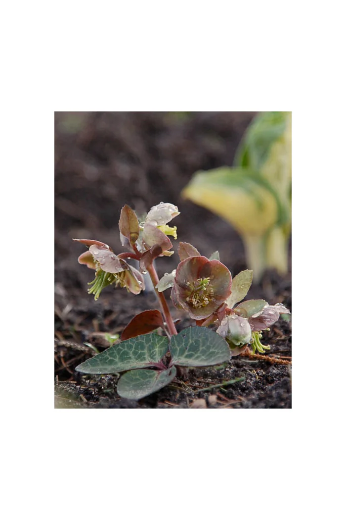 Ciemiernik niebieskawy Helleborus lividus