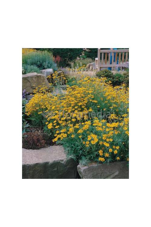 Eriofil darniowy Eriophyllum lanatum