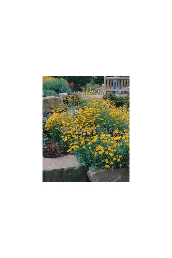 Eriofil darniowy Eriophyllum lanatum