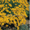 Eriofil darniowy Eriophyllum lanatum