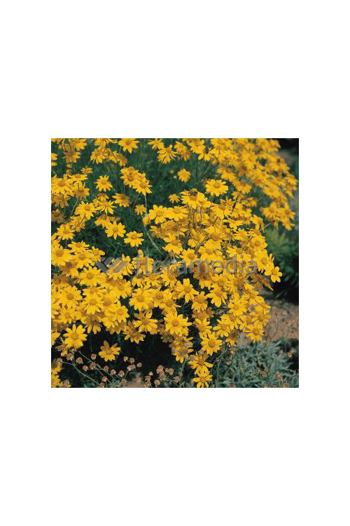 Eriofil darniowy Eriophyllum lanatum