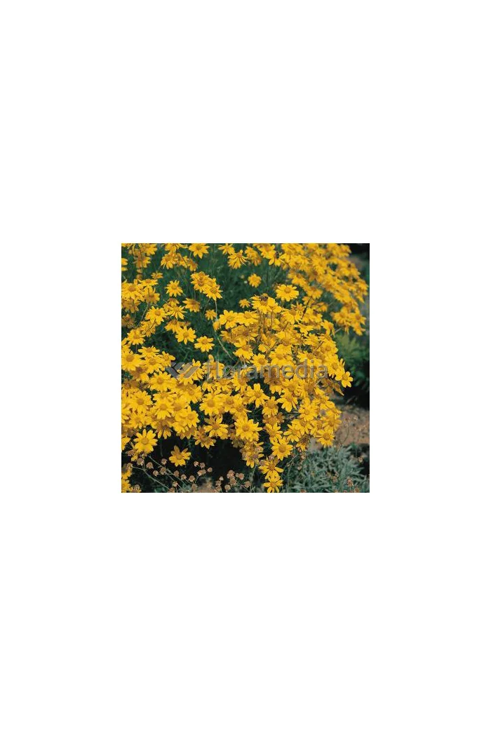 Eriofil darniowy Eriophyllum lanatum