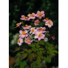 Zawilec japoński 'Rosenschalle' Anemone japonica