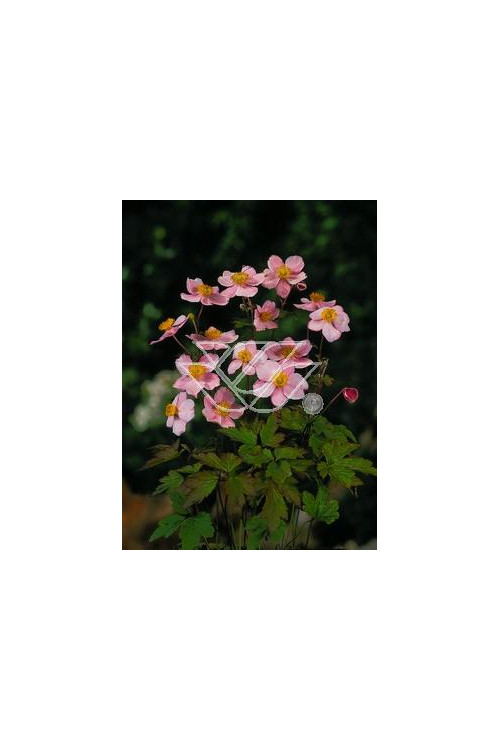 Zawilec japoński 'Rosenschalle' Anemone japonica