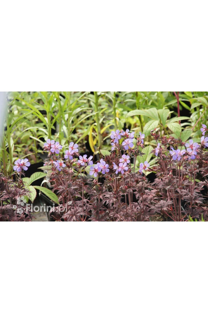 Bodziszek 'Midnight Reiter' Geranium pratense