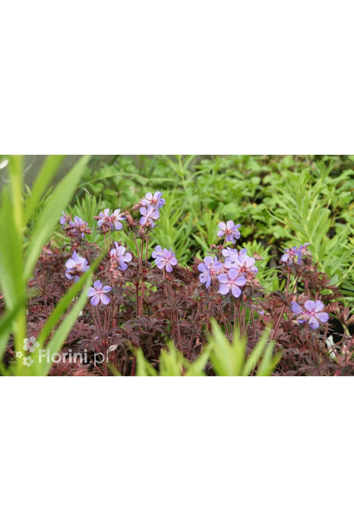 Bodziszek 'Midnight Reiter' Geranium pratense